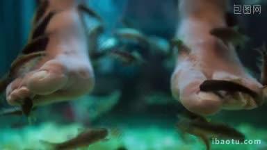 鱼水疗足疗养生皮肤护理用鱼如法加拉也叫鱼医生